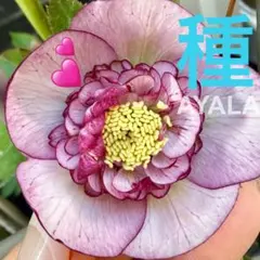 2026年最新】加藤農園さん苗の人気アイテム - メルカリ