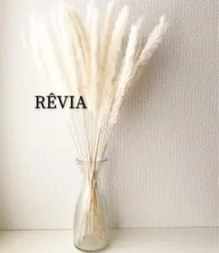 ウェルカムスペース パンパスグラステールリード ホワイト白ドライフラワー穂短め