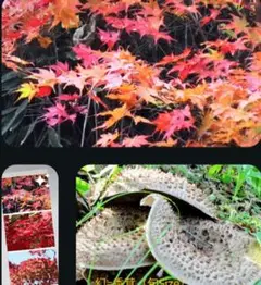 紅葉＆天然物菌床幻の木ノ子〜150枚前後