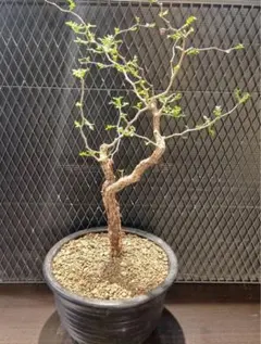 発根済み3年経過　コミフォラ・モンストローサ 発根済み3年経過 コミフォラ・モンストローサ