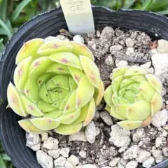 センペルビウム バイオレットクイーン - メルカリ