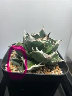 アガベ SAD2頭 コレクション株 子株付き アガベ SAD2頭 コレクション株 子株付き Yahoo!オークション