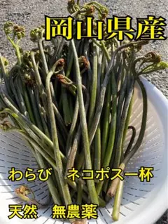 오카야마현 아침 수확 고추냉이 산채 천연 무농약 네코포스 컵 봄철 식용 채소