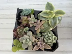 エケベリア・セダム多肉植物セット　多肉植物　カット苗　寄せ植え