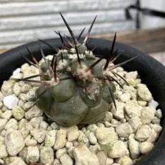 2026年最新】コピアポアの人気アイテム - メルカリ