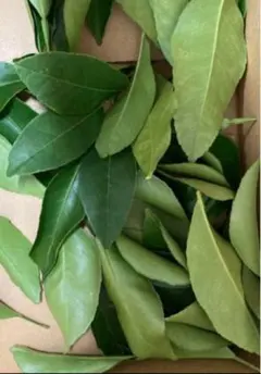 Item thumbnail for item b2f3622e-c1c4-4e32-9868-40b701fa3a80