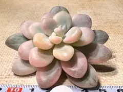 m*i様 3570新入荷　絡神錦　エケベリア　多肉植物　撮影2月15日