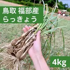 らっきょう 5kg 鳥取県産 福部町 ふくべ ラッキョウ 産地直送 - メルカリ