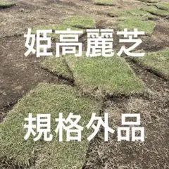 姫高麗芝 ワケあり 規格外品1平方メートル分 - メルカリ