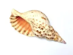 天然 特大サイズ ほら貝 法螺貝 置物 楽器素材 魔除け 約30cm 石垣島のサムネイル