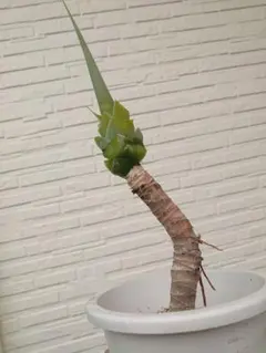 2025年最新】アガベ アテナータの人気アイテム - メルカリ