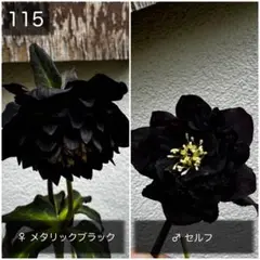 2025年最新】広瀬園芸 クリスマスローズの人気アイテム - メルカリ