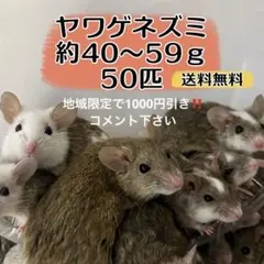冷凍ヤワゲネズミ16匹 約50～59ｇ送料無料 冷凍ヤワゲネズミ