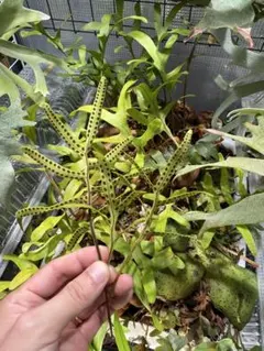 エピスシア クプレアタ クレオパトラ 旧タイプ中株 EPISCIA - メルカリ