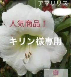キリン様専用　アマリリス 白　5球根