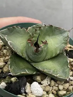 tossy様 リクエスト 2点 まとめ商品