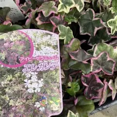 まるまり様 リクエスト 9点 まとめ商品