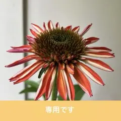 エキナセア　ダブルスクープ　ラズベリーデラックス①ポット苗