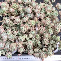 ぷ*く様 多肉植物 10個 2026-0512-MLJP-031 ウォルナットケ