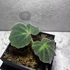 特価❣️希少！Begonia montis-elephantis ベゴニア 原種 - メルカリ