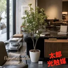 光触媒　観葉植物　ウォールグリーン　フェイクグリーン　フレッシュアセビ1.65のサムネイル
