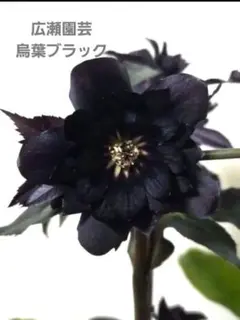2026年最新】広瀬園芸の人気アイテム - メルカリ
