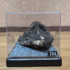 アンモナイト化石(734)