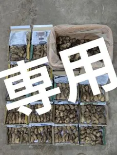 ★A sushi様専用★　やまと芋　5kg　種芋　新物　多古町産