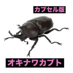 いきもの大図鑑　かぶとむし11 オキナワカブト　単品　（カプセル版限定）のサムネイル