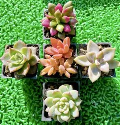 1. 多肉植物 抜き苗セット 寄せ植え 詰め合わせ