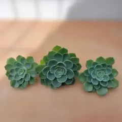 多肉植物✩.*˚七福神 抜き苗 多肉植物 七福神 (抜き苗)