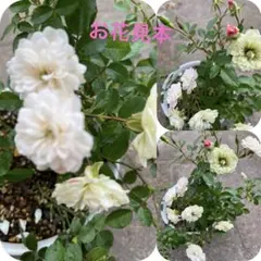 ミニバラ　苗　グリーンアイス