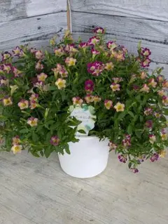 現品・鉢まま出荷】もりもり花夢園芸オリジナル小輪ペチュニア 5号鉢