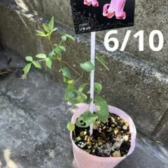 ソネット　クレマチス　苗　虫食いありのサムネイル