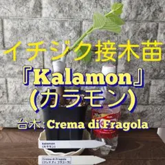 2026年最新】台木 バラの人気アイテム - メルカリ