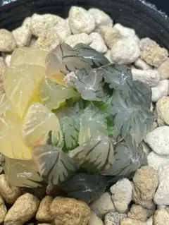 【鉢ごと発送】ハオルチア　水中の月オブツーサ錦