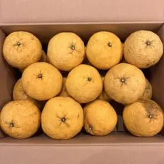 広島県産 甘夏みかん 農薬不使用 7.5kgのサムネイル