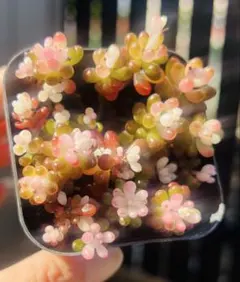 あさきゆめみし様 リクエスト 3点 まとめ商品