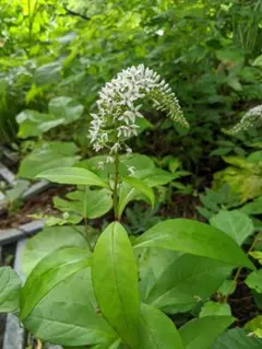 オカトラノオ　山野草　茶花　生け花　花材　ガーデニング　花苗　多年草　白花のサムネイル