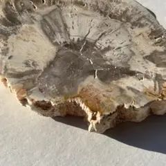 ミニ ペトリ 木の化石 珪化木 インテリア アクセサリー置き