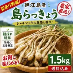 2026年最新】島らっきょの人気アイテム - メルカリ