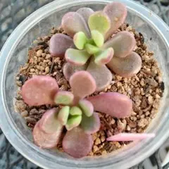 多肉植物 マシュマロン♡抜き苗(ぼのぼのさん苗) メルヘン ぼのぼのさん苗 抜き苗 多肉植物 - メルカリ