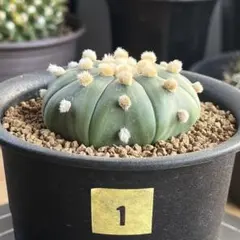 ZMAT様 リクエスト 3点 まとめ商品