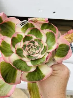 504 燕姿錦 多肉植物 アエオニウム 抜き苗 - メルカリ