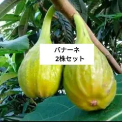 値下げしました！　イチジクの苗　バナナクイーン（別名：バナーネ）2株セットのサムネイル