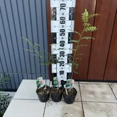 朝倉山椒の実 2kg クール便着払い - メルカリ