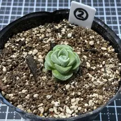 ꕤ︎︎ドロシーꕤ︎︎多肉植物 クラッスラ - メルカリ