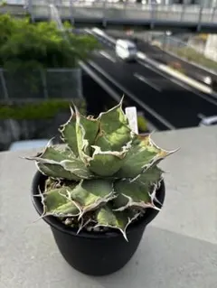 アガベ 白鯨 親株 大株 ボールタイプ - メルカリ