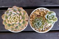 2025年最新】ラブリーローズ錦の人気アイテム - メルカリ