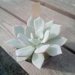 マー坊様 リクエスト 3点 まとめ商品